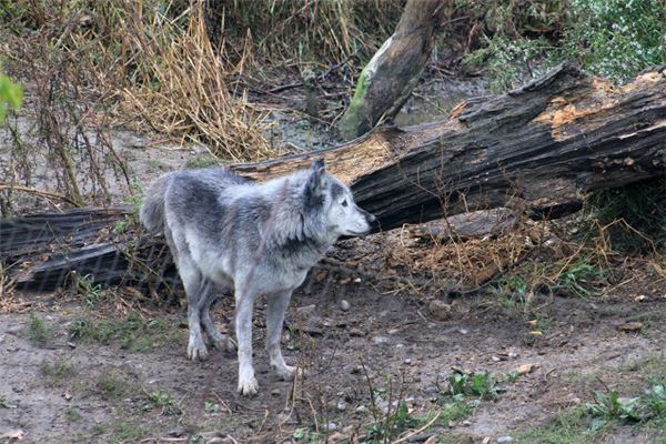 夢見被狼追_周公解夢