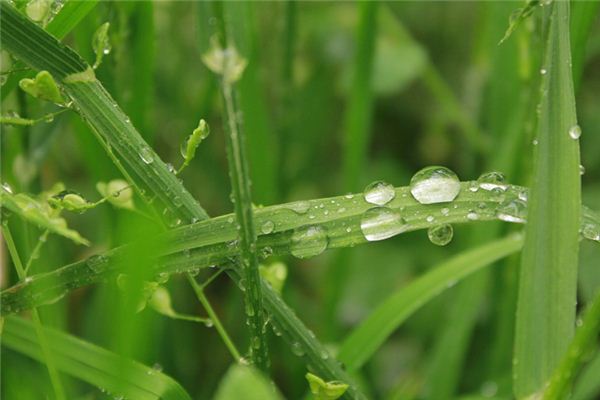 夢見露水：見露有福，但不宜成霜雪_周公解夢