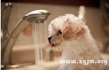 夢見狗喝水