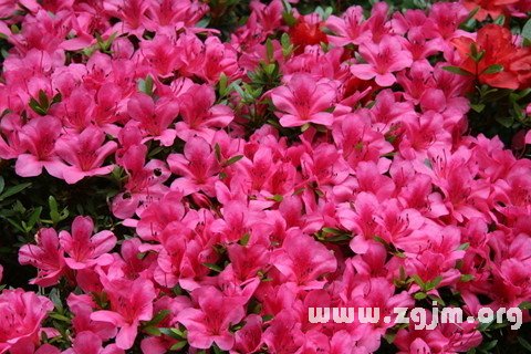 夢見杜鵑花