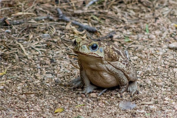 夢見蟾蜍_周公解夢
