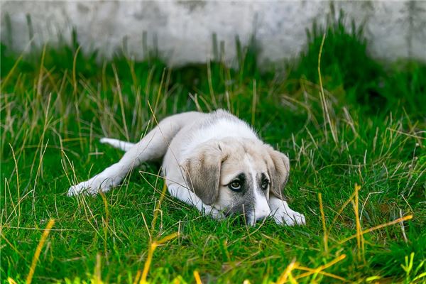夢見別人殘忍的殺狗_周公解夢