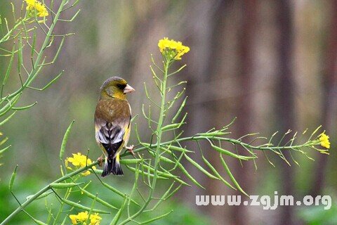 夢見金翅鳥