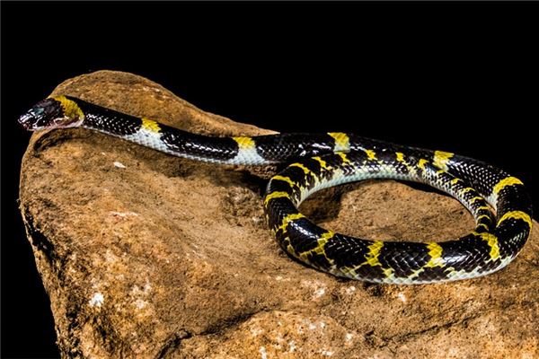 蛇年是哪年_十二生肖