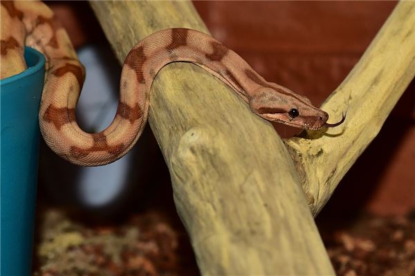 女人夢見蛇盤在頭上_周公解夢