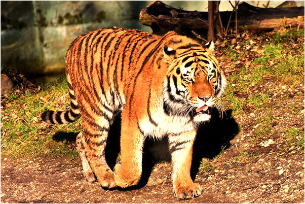夢到了連體動物有什麼預兆_周公解夢官網