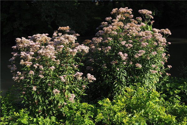 夢見天麻有什麼意思嗎_周公解夢