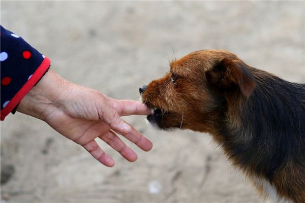 夢見被狗咬是什麼意思_周公解夢