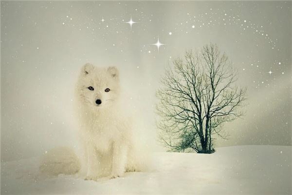 夢見白狐狸是什麼意思_周公解夢