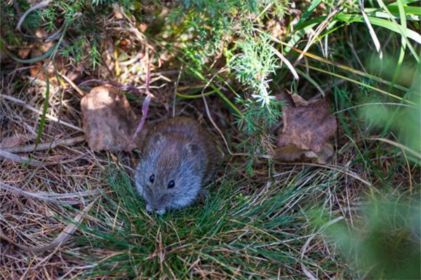 生肖鼠在21年年齡桃花運很多嗎_十二生肖