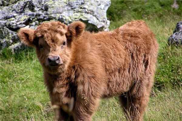 夢到牛毛有什麼意思_周公解夢
