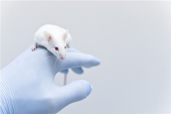 夢見打老鼠打死了_周公解夢