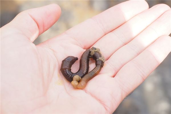 夢到了細蟲是什麼預兆？_周公解夢