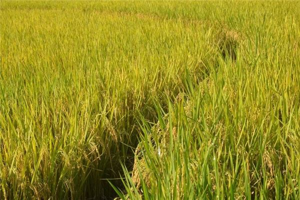 夢見豐收稻穀_周公解夢