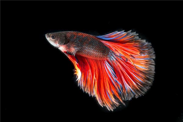 孕期夢見魚_周公解夢