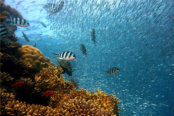 夢見清澈水裡有魚_周公解夢