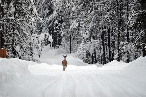 夢見大雪封路_周公解夢