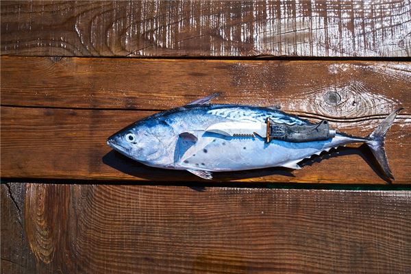 夢見很多死魚_周公解夢