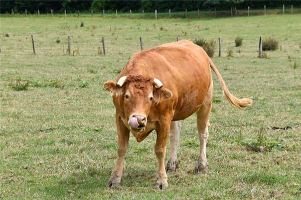 夢見被牛頂_周公解夢