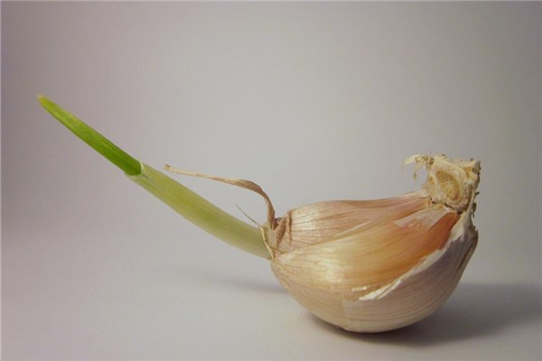 夢到了偷大蒜預示著什麼_周公解夢