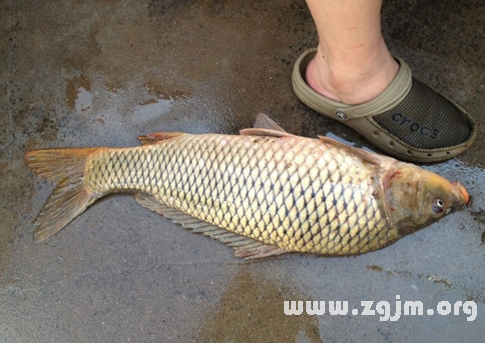 夢見大鯉魚