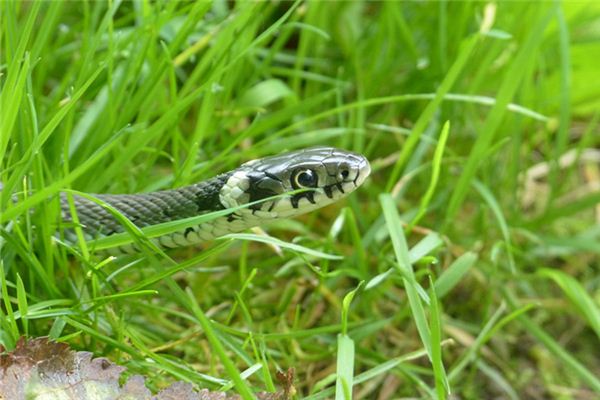 夢見打蛇頭_周公解夢