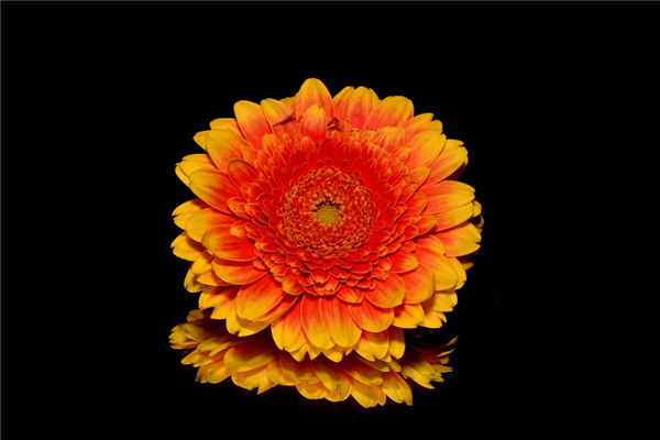 夢見菊花盛開是什麼意思_周公解夢