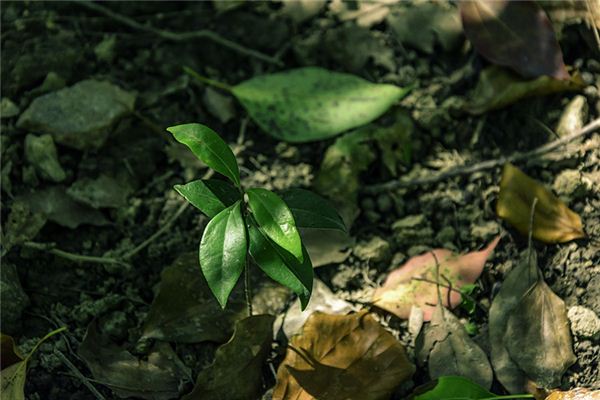 女人夢見栽樹苗_周公解夢