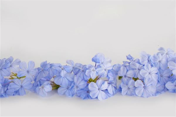 夢見藍色的花_周公解夢