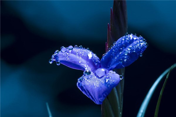 夢見藍花會是什麼預兆_周公解夢