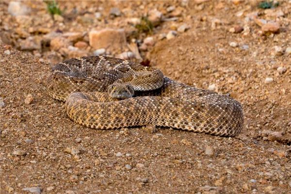 夢到大量蛇_周公解夢