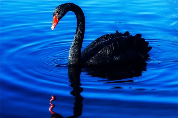 夢見黑天鵝_周公解夢