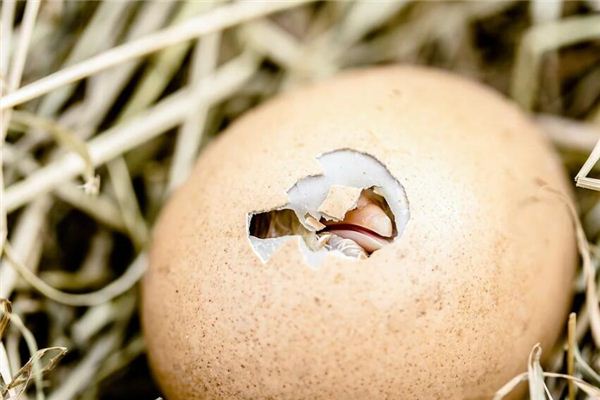 夢見孵小雞出蛋殼_周公解夢