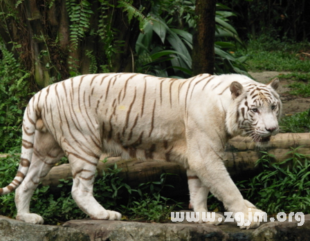 夢見白色老虎