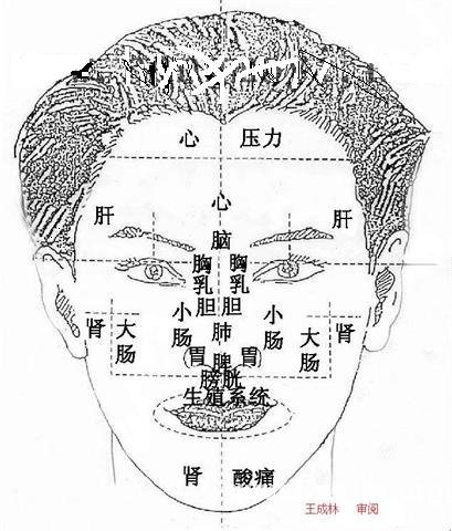 面診圖