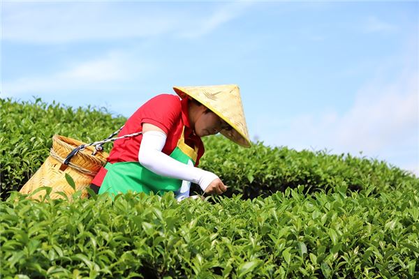 夢見採茶葉是什麼意思_周公解夢