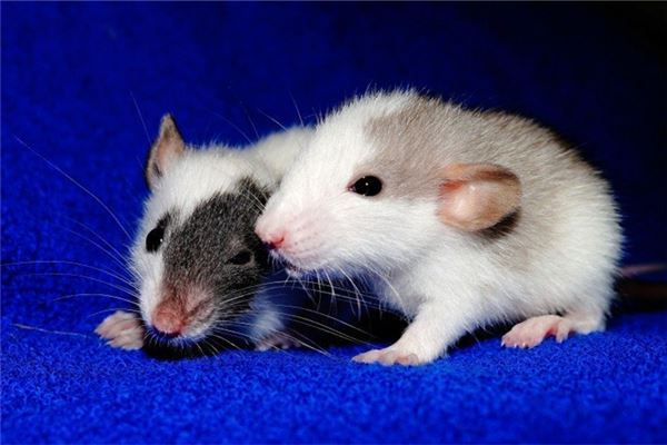 2020年屬什麼生肖_十二生肖