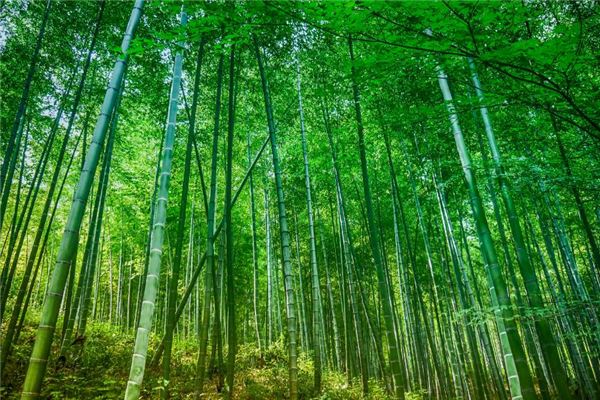 夢見砍青竹子_周公解夢