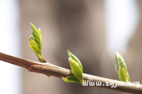 夢見樹發芽