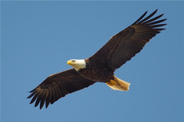 夢到抓老鷹什麼寓意_周公解夢