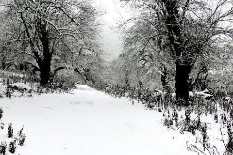 夢見白茫茫的雪