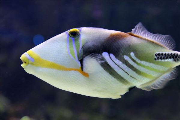 孕婦夢見大魚生女兒_周公解夢 孕婦夢見大魚生女兒是什麼意思_孕婦夢見大魚生女兒好不好_周公解夢官網
