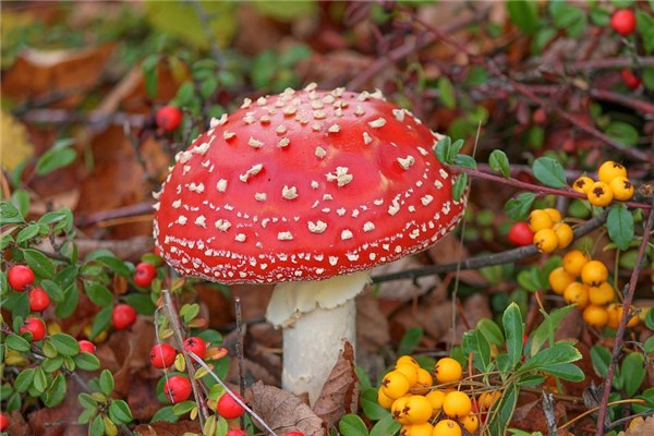 夢見紅蘑菇預示什麼_周公解夢