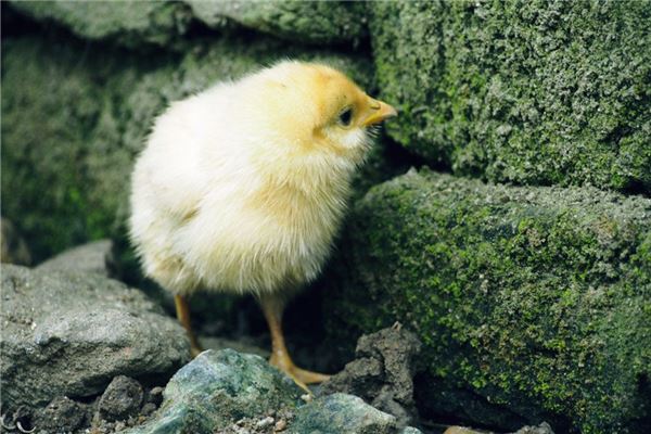 夢見孵小雞是什麼意思_周公解夢