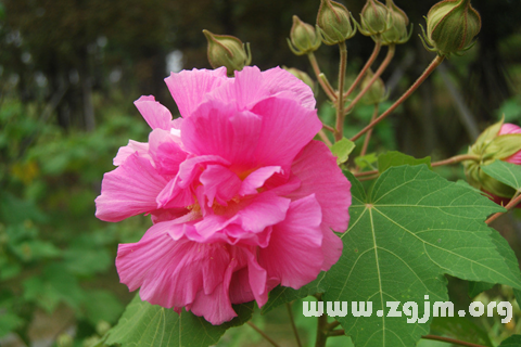 夢見芙蓉花