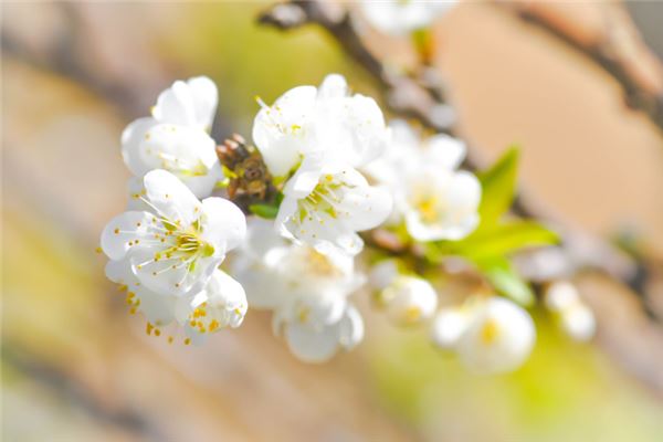 夢見花謝了什麼意思_周公解夢