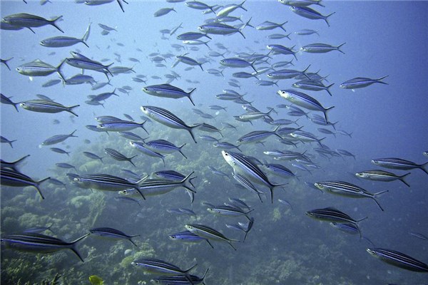 夢到了很多的魚怎麼樣_周公解夢