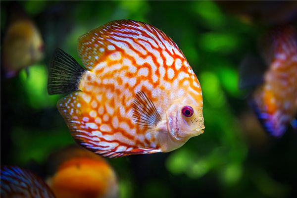 夢見魚預示著什麼？_周公解夢