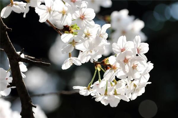 夢見槐花開滿樹摘槐花_周公解夢