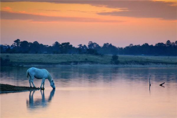屬馬的人2020年運程_十二生肖